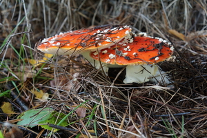 Paddestoelen-9-11-2019