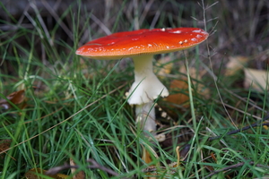 Paddestoelen-9-11-2019