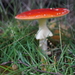 Paddestoelen-9-11-2019