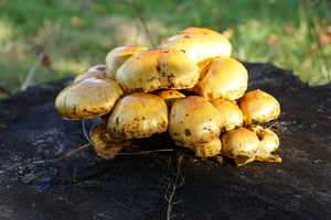 Paddestoelen-9-11-2019