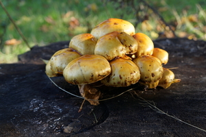 Paddestoelen-9-11-2019