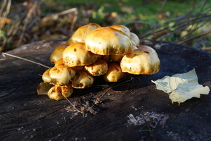 Paddestoelen-9-11-2019