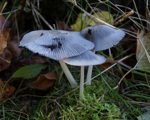 Paddestoelen-9-11-2019