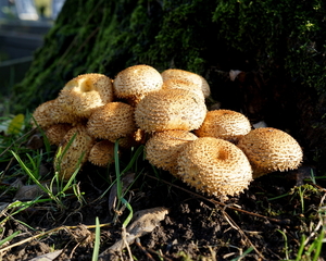 Paddestoelen-9-11-2019