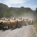 133 kudde schapen