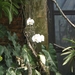 P5260079