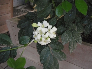 P5260085