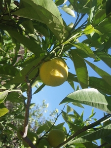 P5260094