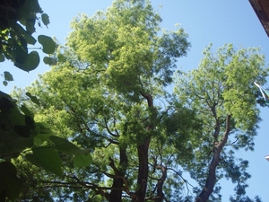 P5260180