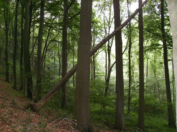 Kluisbergen Juni 2014 021