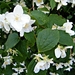 2014_06_01 Rose 02