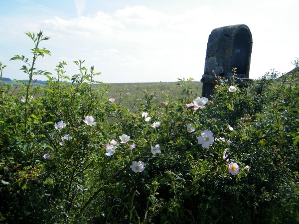 marche adeps rose