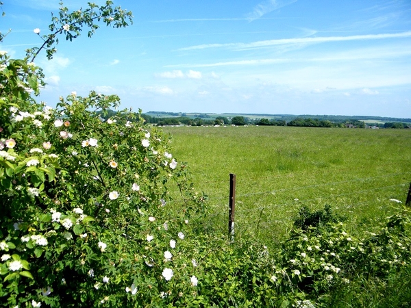 marche adeps rose