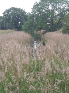 Oude kanaal Ieper - Komen