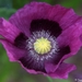 DSC00027 b