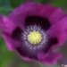 DSC00027 c