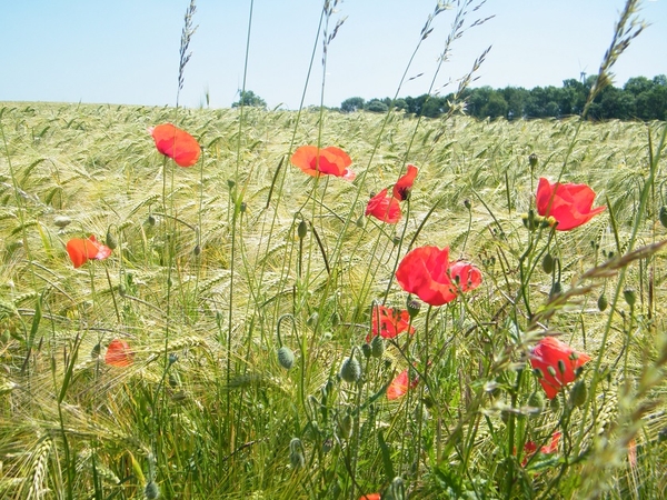 marche adeps Hastire