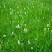 tweede natuurgebied