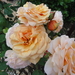 DSC02407