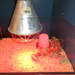 SAM_0985