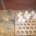 SAM_0987