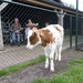 SAM_1054