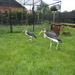 SAM_1072