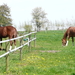 paarden in wei