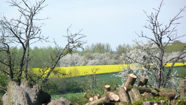 geel,bomen,bloesem,