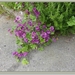 sized_P1070046