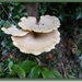 sized_P1070059