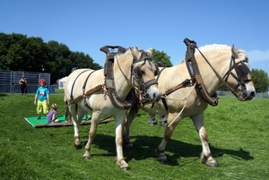 Paarden-7-6-2014