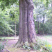 Wandelen in Roosendael - 12 juni 2014