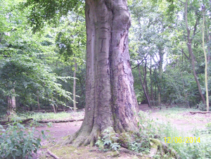 Wandelen in Roosendael - 12 juni 2014