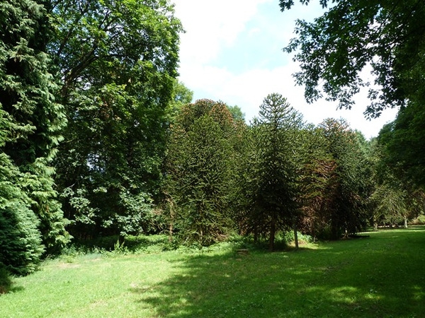 46-Araucaria-apeboom of slangeden