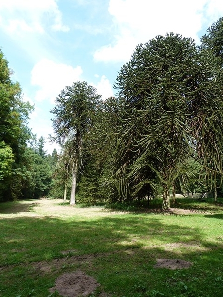 48-Araucaria bomen