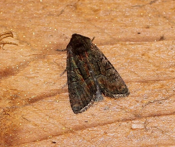 Donker halmuiltje - Oligia latruncula IMG-0569