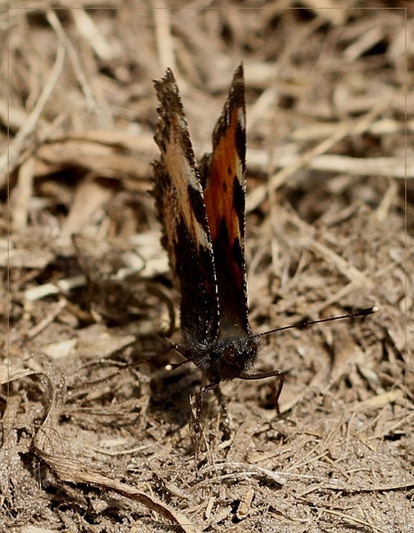 Kleine vos - IMG-0368