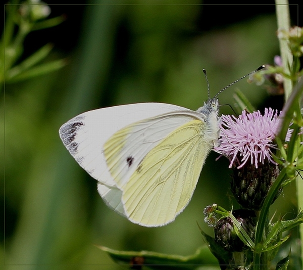 Klein geaderd witje - IMG-0396