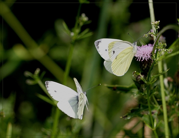 Klein geaderd witje - IMG-0413