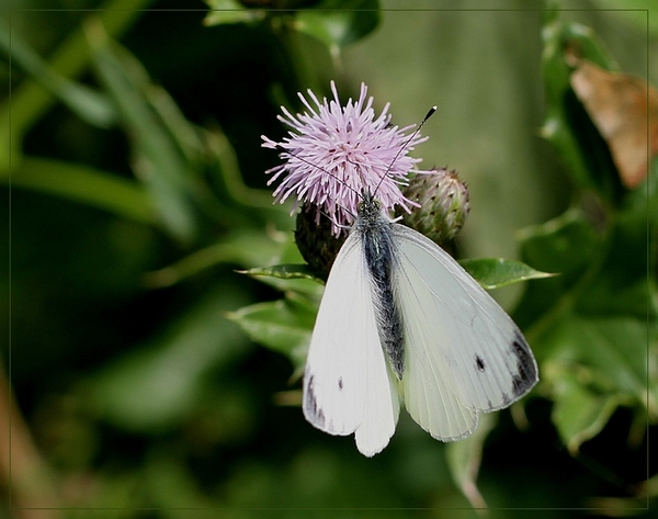 Klein geaderd witje  -IMG-0427