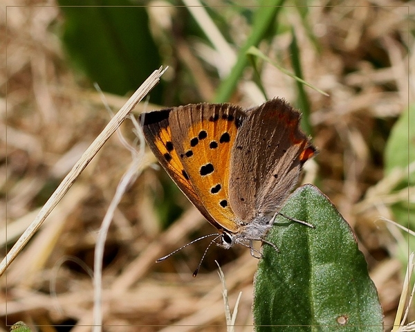 Kleine vuurvlinder -IMG-0634