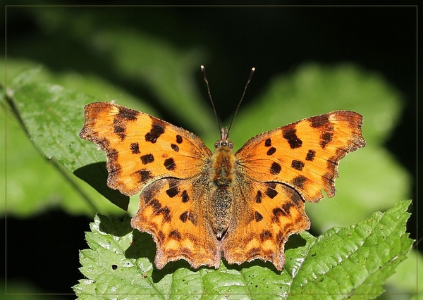 Gehakkelde aurelia - IMG-0002