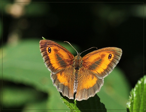 Oranje zandoogje - IMG-0242