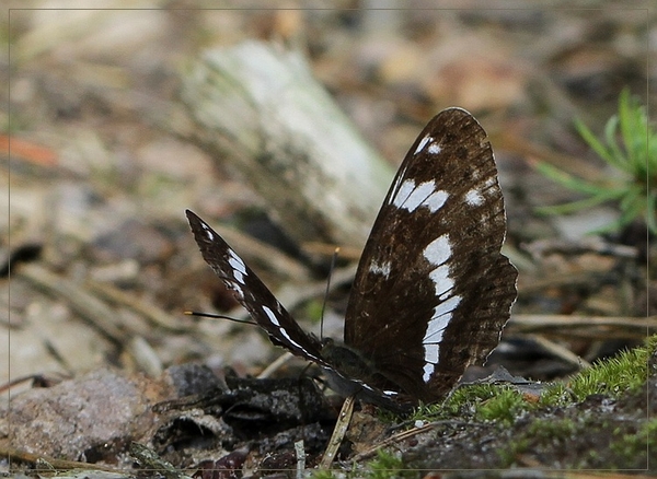 Kleine ijsvogelvlinder - IMG-0202