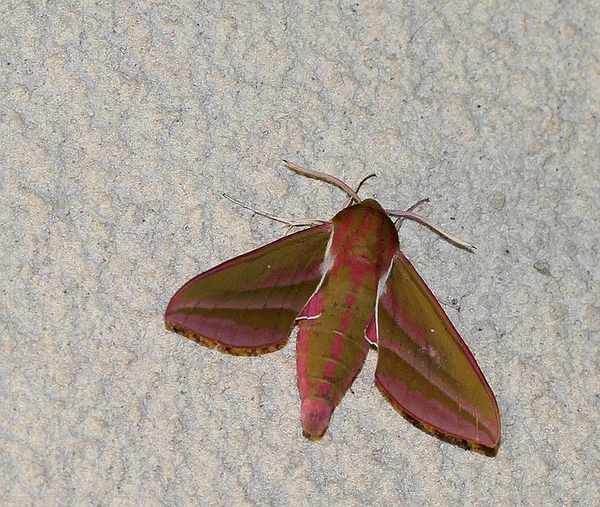 Groot avondrood - Deilephila elpenor IMG-1888