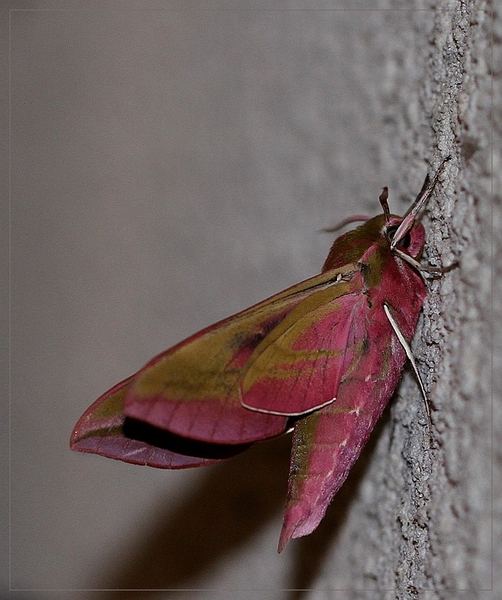 Groot avondrood - Deilephila elpenor IMG-1922