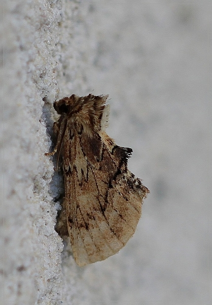 Kroonvogeltje - Ptilodon capucina IMG-0045