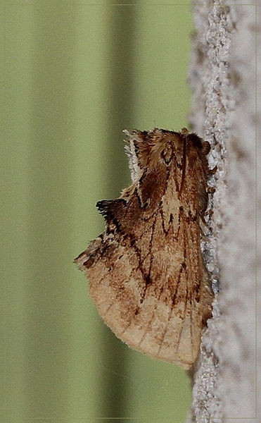 Kroonvogeltje - Ptilodon capucina IMG-0082