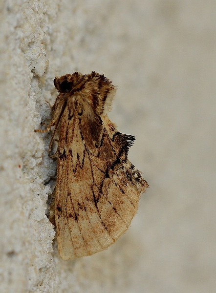 Kroonvogeltje - Ptilodon capucina IMG-0436